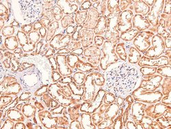 Phospho-Claudin 1 (Tyr210) Polyclonal Antibody 100 &mu;L | Buy Online | Invitrogen | Fisher Scientific
