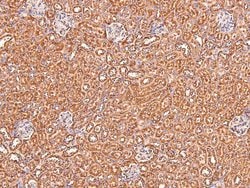 Phospho-Claudin 1 (Tyr210) Polyclonal Antibody 100 &mu;L | Buy Online | Invitrogen | Fisher Scientific