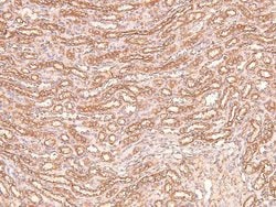 Phospho-Claudin 1 (Tyr210) Polyclonal Antibody 100 &mu;L | Buy Online | Invitrogen | Fisher Scientific