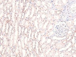 Invitrogen Phospho-CRMP1 (Tyr504) Polyclonal Antibody 100 &mu;L; Unconjugated:Antibodies,