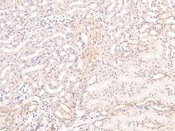 Invitrogen Phospho-CRMP1 (Tyr504) Polyclonal Antibody 100 &mu;L; Unconjugated:Antibodies,