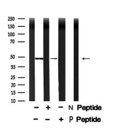 Invitrogen Phospho-CtBP1/CtBP2 (Ser158, Ser164) Polyclonal Antibody 100