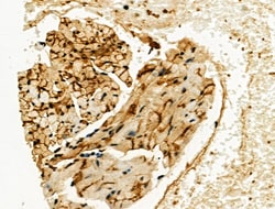 Invitrogen Phospho-Connexin 43 (Ser373) Polyclonal Antibody 100 μL;