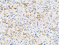 Invitrogen Phospho-Connexin 43 (Ser373) Polyclonal Antibody 100 μL;