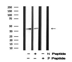 Invitrogen Phospho-Connexin 43 (Ser373) Polyclonal Antibody 100 μL;