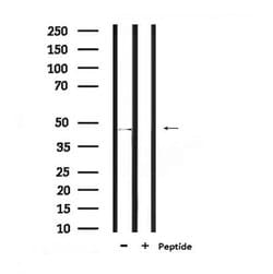Invitrogen Phospho-MAZ (Thr72) Polyclonal Antibody 100 &mu;L; Unconjugated:Antibodies,