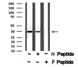 Invitrogen Phospho-MCL-1 (Thr163) Polyclonal Antibody 100 &mu;L; Unconjugated:Antibodies,