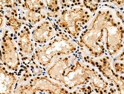 Invitrogen Phospho-MKP-1 (Ser323) Polyclonal Antibody 100 μL; Unconjugated:Antibodies,