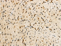 Invitrogen Phospho-MKP-1 (Ser323) Polyclonal Antibody 100 μL; Unconjugated:Antibodies,
