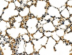 Invitrogen Phospho-MKP-1 (Ser323) Polyclonal Antibody 100 μL; Unconjugated:Antibodies,
