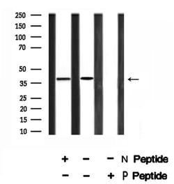 Invitrogen Phospho-MKP-1 (Ser323) Polyclonal Antibody 100 μL; Unconjugated:Antibodies,
