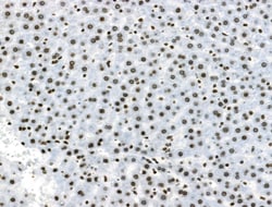 Invitrogen Phospho-DUSP16 (Ser446) Polyclonal Antibody 100 &mu;L; Unconjugated:Antibodies,