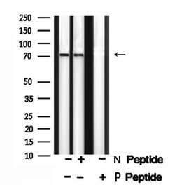 Invitrogen Phospho-DUSP16 (Ser446) Polyclonal Antibody 100 &mu;L; Unconjugated:Antibodies,