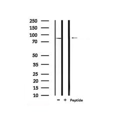Phospho-MLK3 (Ser674) Polyclonal Antibody:Antibodies, Polyclonal