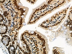 Invitrogen Phospho-NFATC1 (Ser172) Polyclonal Antibody 100 μL; Unconjugated:Antibodies,