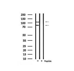 Invitrogen Phospho-NFATC1 (Ser172) Polyclonal Antibody 100 μL; Unconjugated:Antibodies,