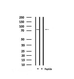 Invitrogen Phospho-PAK6 (Ser165) Polyclonal Antibody 100 &mu;L | Buy Online | Invitrogen&trade; | Fisher Scientific