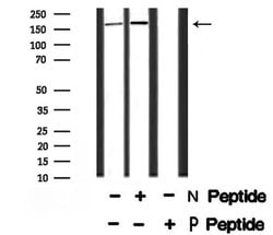 Invitrogen&trade;&nbsp;Phospho-TRAP220 (Thr1032) Polyclonal Antibody