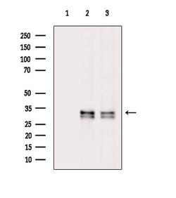 Invitrogen Phospho-S6 (Ser244) Polyclonal Antibody 100 μL; Unconjugated:Antibodies,