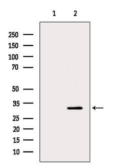 Invitrogen Phospho-S6 (Ser244) Polyclonal Antibody 100 μL; Unconjugated:Antibodies,