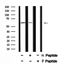 Invitrogen Phospho-SMAD4 (Thr277) Polyclonal Antibody 100 &mu;L; Unconjugated:Antibodies,
