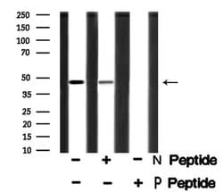 Invitrogen Phospho-SPHK1 (Ser225) Polyclonal Antibody 100 &mu;L; Unconjugated:Antibodies,