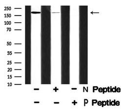 Invitrogen Phospho-SRC1 (Thr1179) Polyclonal Antibody 100 &mu;L; Unconjugated:Antibodies,