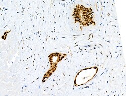 Invitrogen Phospho-TPPP (Ser18) Polyclonal Antibody 100 &mu;L | Buy Online | Invitrogen&trade; | Fisher Scientific