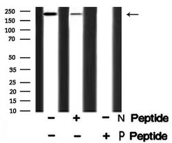 Invitrogen Phospho-53BP1 (Ser1778) Polyclonal Antibody 100 μL; Unconjugated:Antibodies,