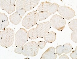 Invitrogen Phospho-POLR2A (Ser1616) Polyclonal Antibody 100 μL; Unconjugated:Antibodies,