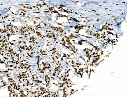 Invitrogen Phospho-POLR2A (Ser1616) Polyclonal Antibody 100 μL; Unconjugated:Antibodies,