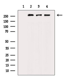 Invitrogen Phospho-POLR2A (Ser1616) Polyclonal Antibody 100 μL; Unconjugated:Antibodies,