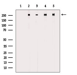 Invitrogen Phospho-POLR2A (Ser1616) Polyclonal Antibody 100 μL; Unconjugated:Antibodies,