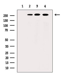 Invitrogen Phospho-POLR2A (Ser1616) Polyclonal Antibody 100 μL; Unconjugated:Antibodies,