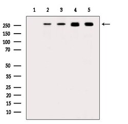 Invitrogen Phospho-POLR2A (Ser1616) Polyclonal Antibody 100 μL; Unconjugated:Antibodies,