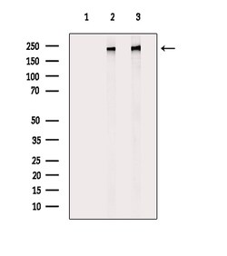 Invitrogen Phospho-POLR2A (Ser1616) Polyclonal Antibody 100 μL; Unconjugated:Antibodies,
