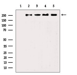 Invitrogen Phospho-POLR2A (Ser1616) Polyclonal Antibody 100 μL; Unconjugated:Antibodies,