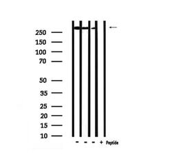 Invitrogen Phospho-POLR2A (Ser1616) Polyclonal Antibody 100 μL; Unconjugated:Antibodies,