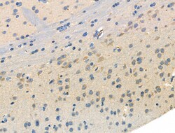 Invitrogen Phospho-GABBR2 (Ser884) Polyclonal Antibody 100 μL; Unconjugated:Antibodies,