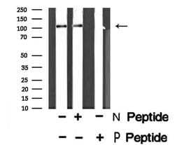 Invitrogen Phospho-HDAC7 (Ser486) Polyclonal Antibody 100 μL; Unconjugated:Antibodies,