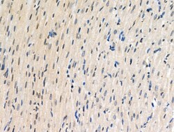 Invitrogen Phospho-HNRNPA0 (Ser84) Polyclonal Antibody 100 μL; Unconjugated:Antibodies,