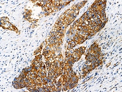 Invitrogen Phospho-ITGB1 (Tyr783) Polyclonal Antibody 100 &mu;L; Unconjugated:Antibodies,