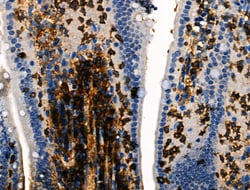 Invitrogen Phospho-ITGB1 (Tyr783) Polyclonal Antibody 100 &mu;L; Unconjugated:Antibodies,