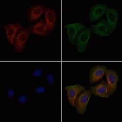 Invitrogen Phospho-ITGB1 (Tyr783) Polyclonal Antibody 100 &mu;L; Unconjugated:Antibodies,