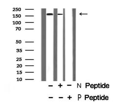 Invitrogen Phospho-ITGB1 (Tyr783) Polyclonal Antibody 100 &mu;L; Unconjugated:Antibodies,