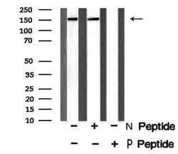 Invitrogen Phospho-Met (Tyr1365) Polyclonal Antibody 100 μL; Unconjugated:Antibodies,