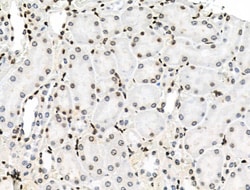 Invitrogen Phospho-PRC1 (Thr481) Polyclonal Antibody 100 μL; Unconjugated:Antibodies,