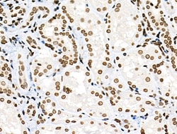 Invitrogen Phospho-PRC1 (Thr481) Polyclonal Antibody 100 μL; Unconjugated:Antibodies,