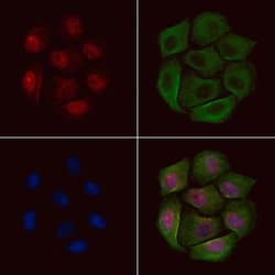 Invitrogen Phospho-PRC1 (Thr481) Polyclonal Antibody 100 μL; Unconjugated:Antibodies,