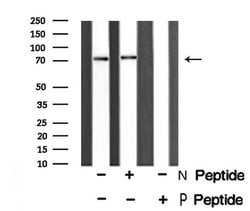 Invitrogen Phospho-PRC1 (Thr481) Polyclonal Antibody 100 μL; Unconjugated:Antibodies,